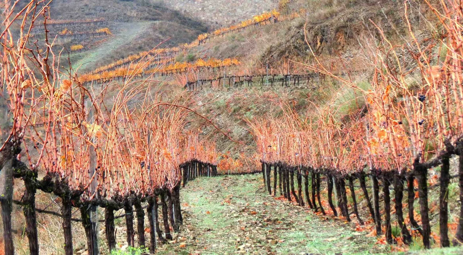Clos Salanca vineyard rows in Priorat
